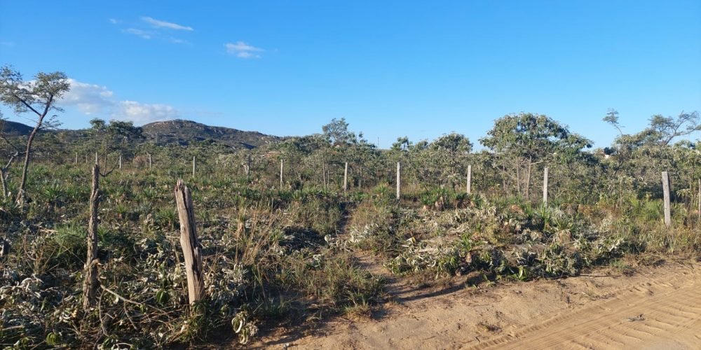Lote Bandeirinhas (11)