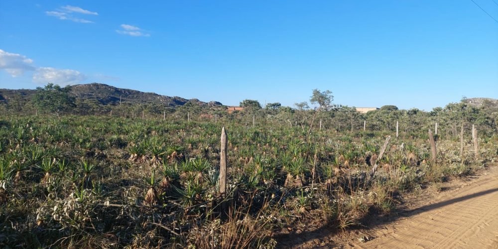 Lote Bandeirinhas (12)