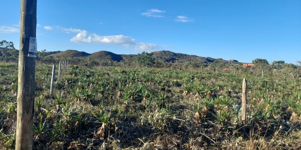 Lote Bandeirinhas (13)