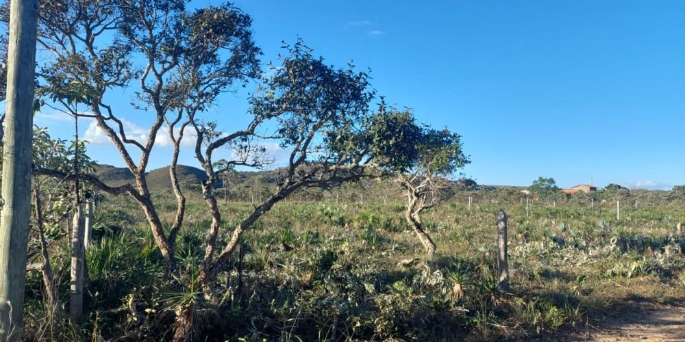 Lote Bandeirinhas (14)