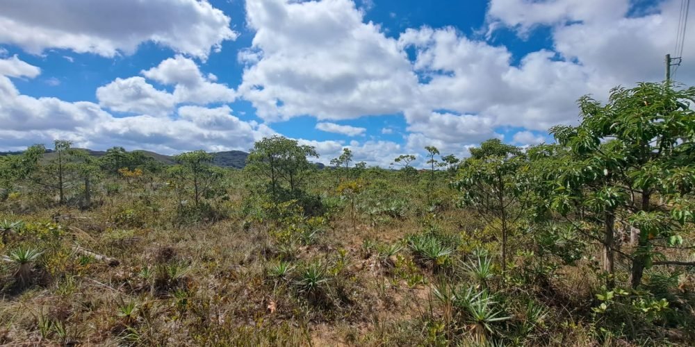 Lote Bandeirinhas (3)