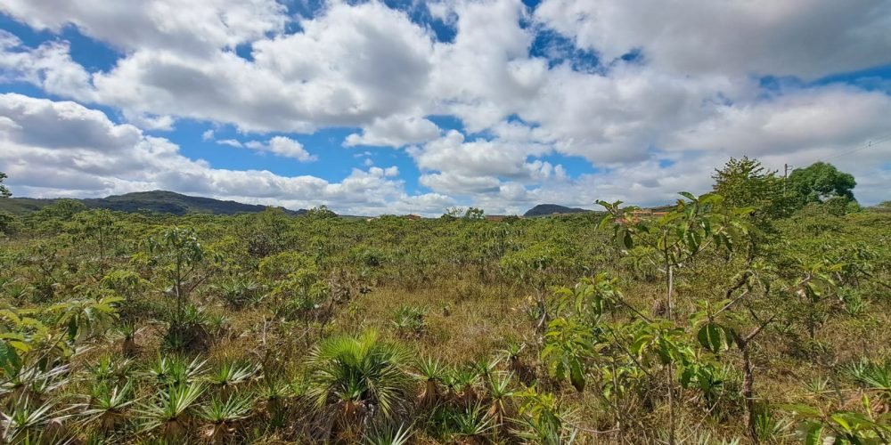 Lote Bandeirinhas (6)