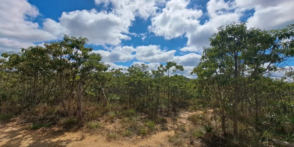 Lote Bandeirinhas (8)