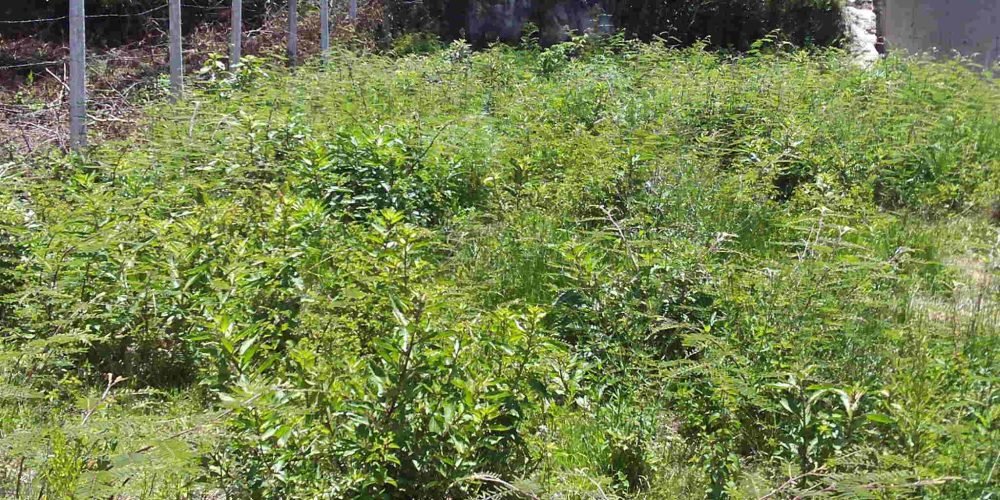 Lote Guinda Murado (10)