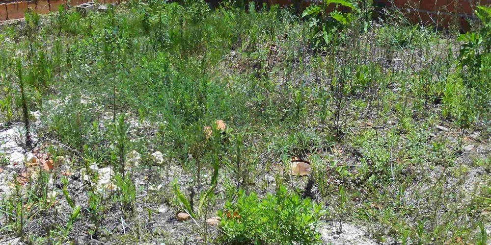 Lote Guinda Murado (4)